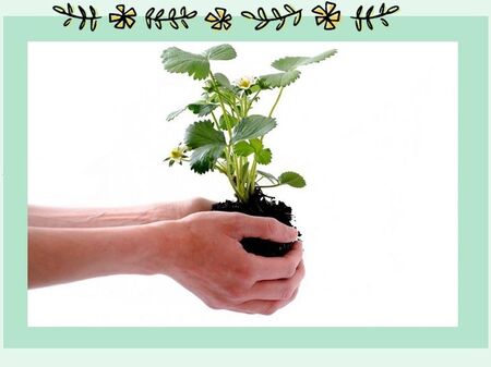 【初心者向け】お庭がなくても野菜ができる「プランター菜園」part3～植え付けと育成～