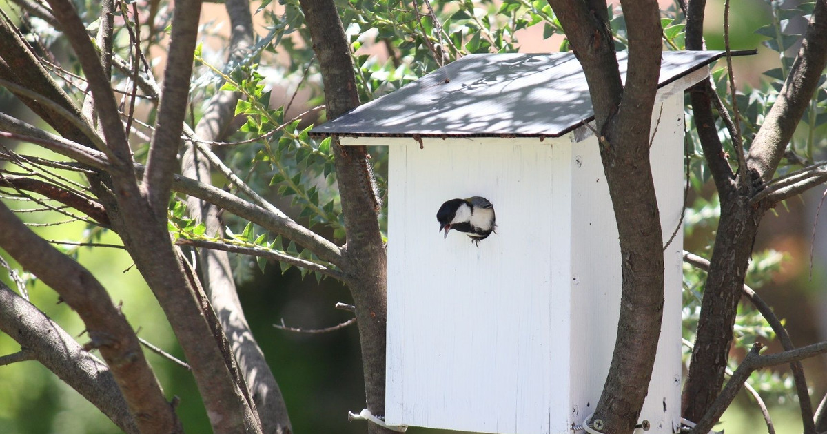 Diy 今年の春シジュウカラが巣作りした巣箱をつくってみよう 図面あり 暮らしニスタ