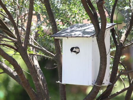 【DIY】今年の春シジュウカラが巣作りした巣箱をつくってみよう（図面あり）