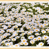 「ノースポール(Northpole)」乾燥や寒さに強く春まで楽しめる花