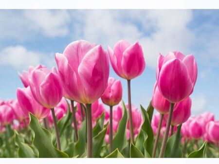 「チューリップ（Tulip/鬱金香）」世界中で人気のある球根植物