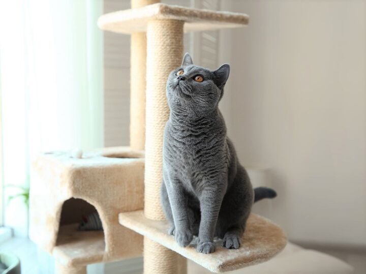 ウチの子が、あらぬ方向を向いて固まってる…。飼い主さんに覚えておいてほしいこと