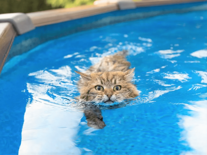 実は結構泳げる！？「猫がカナヅチ」は間違いだった！