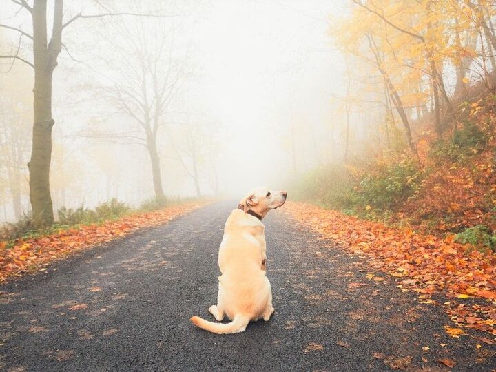 え!犬も猫も、わりと道に迷いがち!?【帰巣本能】が強いのはどっち?