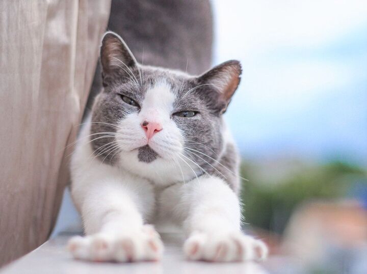 運動神経対決!犬と猫、ジャンプ力があるのはどっち?