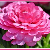 「ラナンキュラス（ranunculus／花金鳳花）」豪華な美しさが魅力的な花