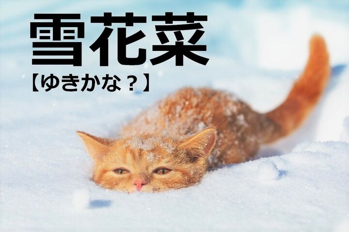 【雪花菜】を「ゆきかな」と読むと笑われます!【読めないと恥ずかしい漢字クイズ】