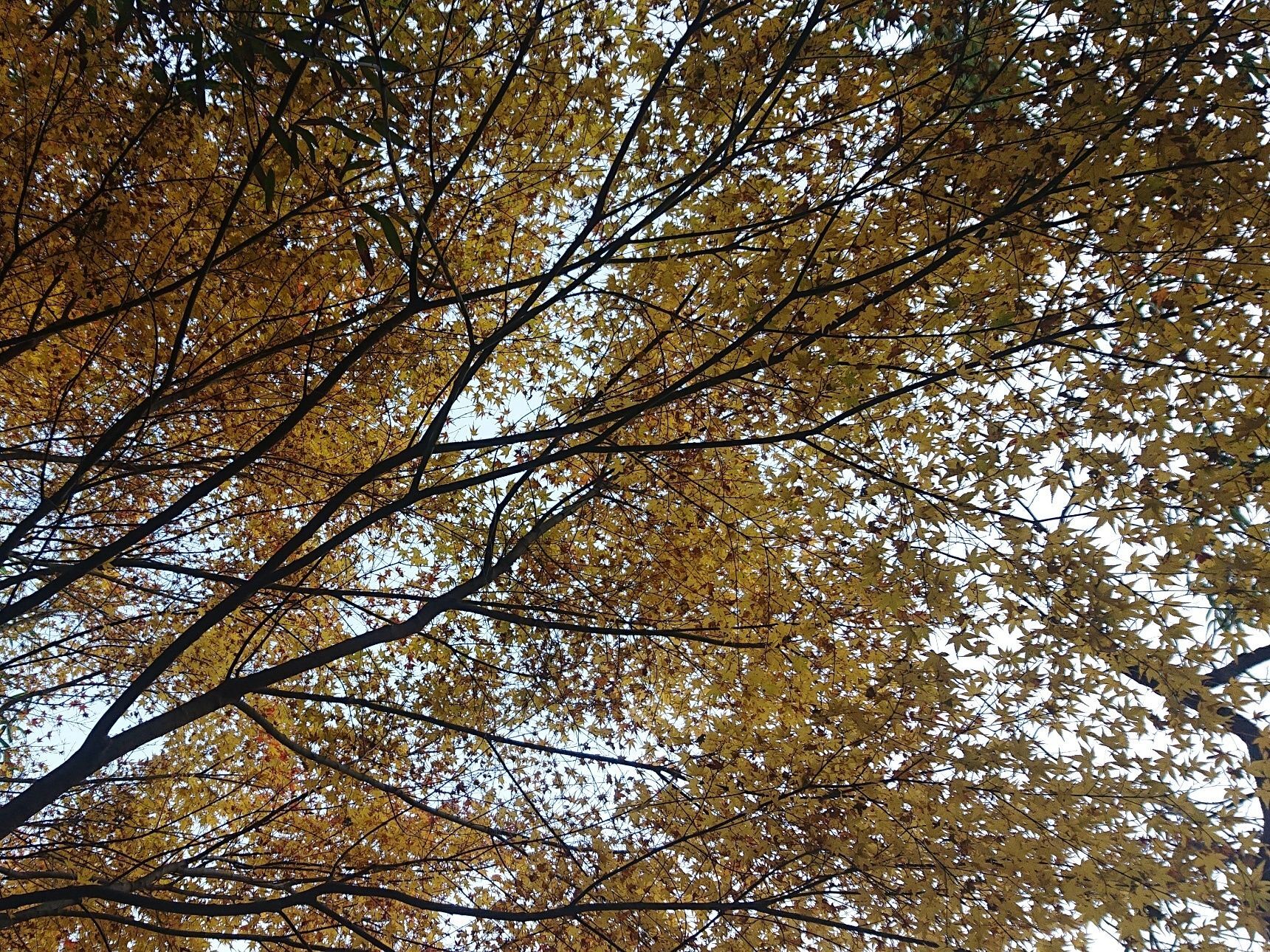 黄色紅葉が、綺麗でした！！