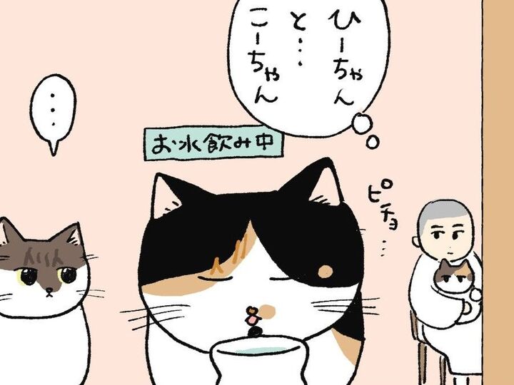水飲み場で起きがちなこと【てらねこミー子の日常】
