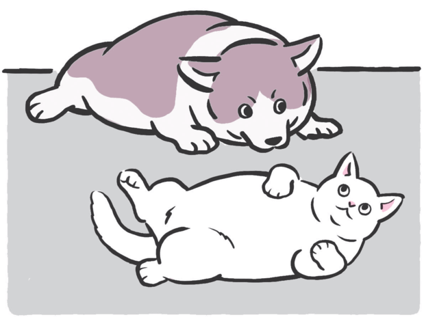 ペットも「正月太り」?運動効果のある正しいお散歩の仕方をおさらい!