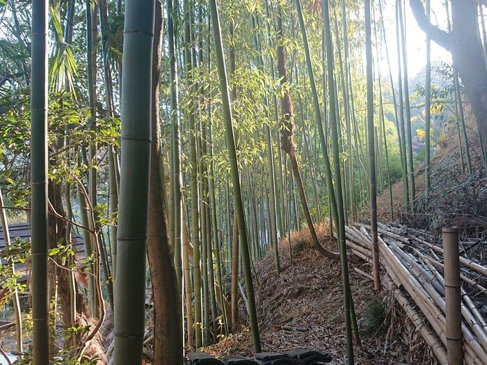 竹林があり……竹で灯篭やオブジェを作るイベントを定期的にやってます。
