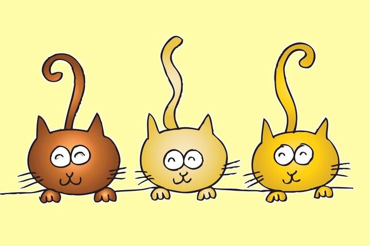 触ると怒る猫の警戒心をとくために飼い主がすべきこと