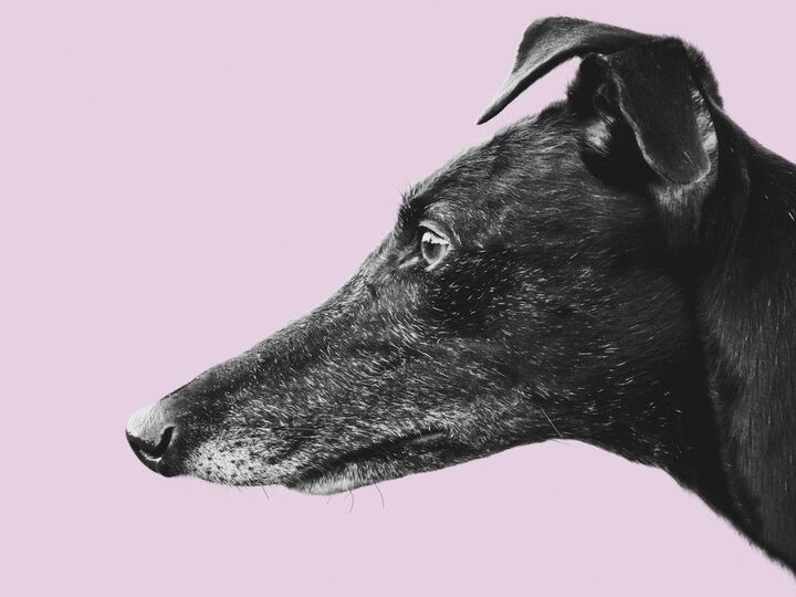 最高時速72km。世界で最も走るのが速い犬種ランキング3位「スルーギ」、2位「サルーキ」、1位は?