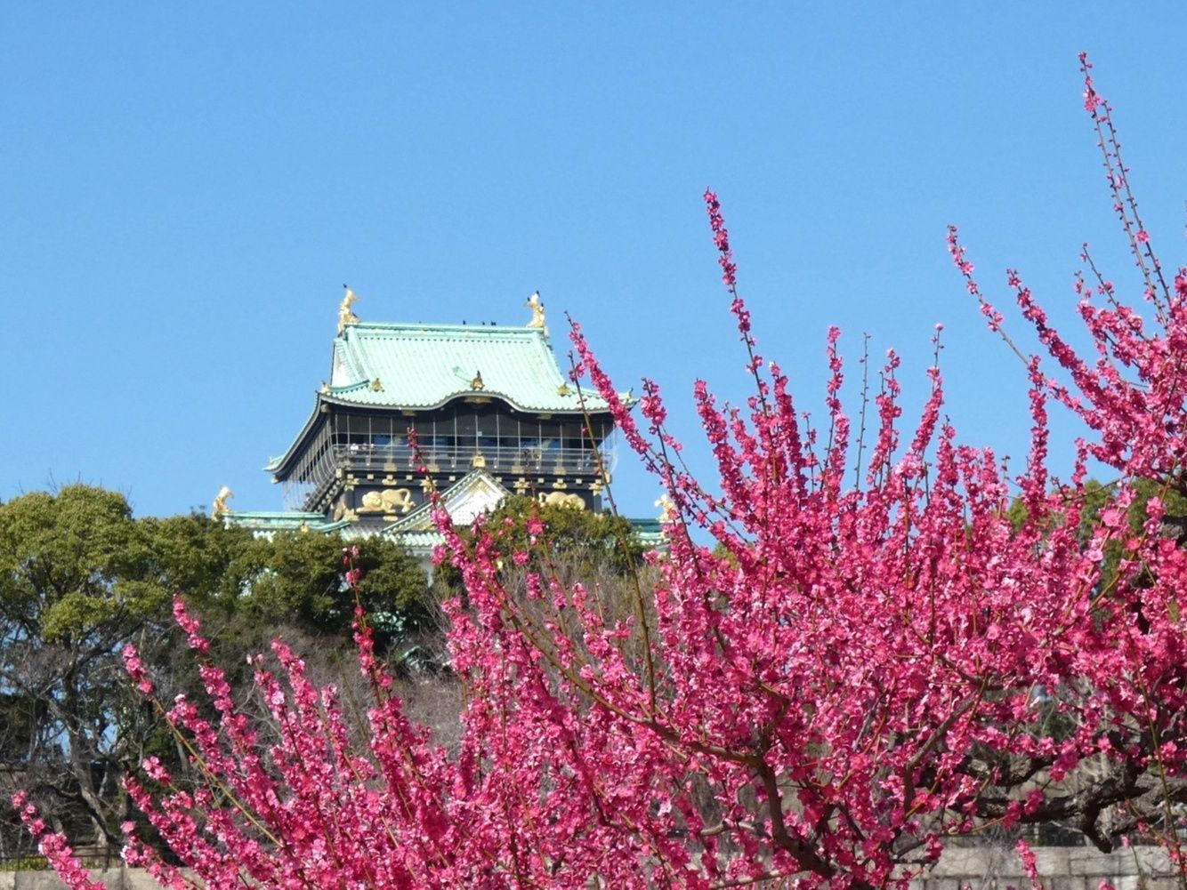 大阪城と満開の梅