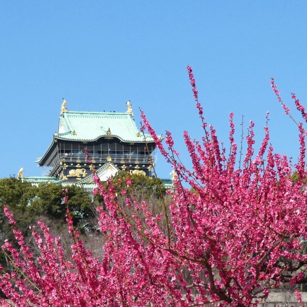 【大阪観光】関西屈指の梅の名所！大阪城梅林