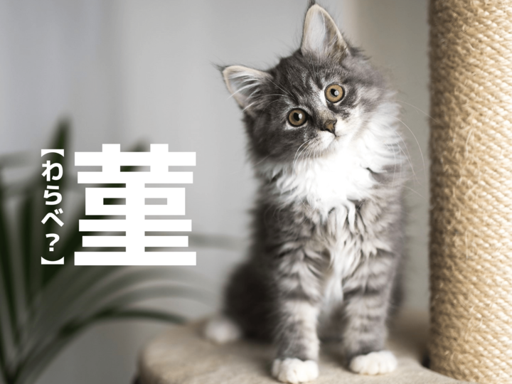 【菫】なんて読む?【春に読めないと恥ずかしい漢字クイズ!】