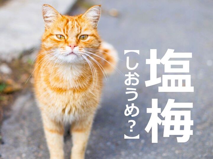 【塩梅】を「しおうめ」と読むと笑われます!【読めないと恥ずかしい漢字クイズ】