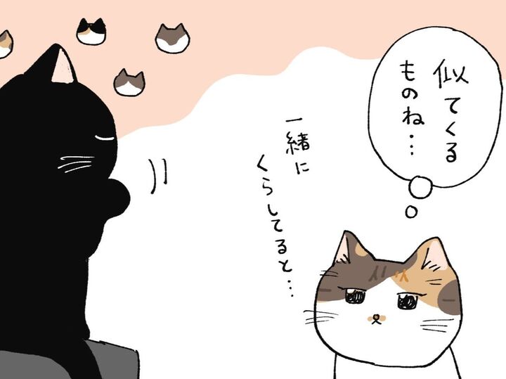 いっしょに暮らしていると【てらねこミー子の日常】