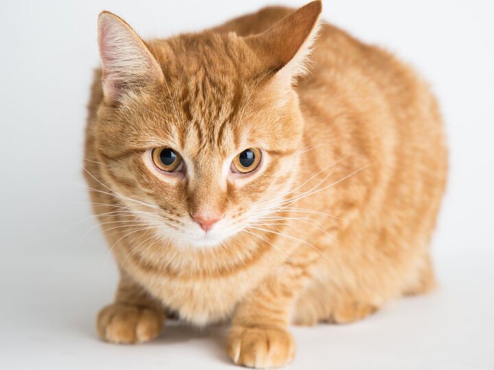 ねこが気配を消すのはなぜ?「言われてみれば…!」の進化上の理由