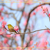 花・香・実を楽しめる「梅/Japanese apricot」