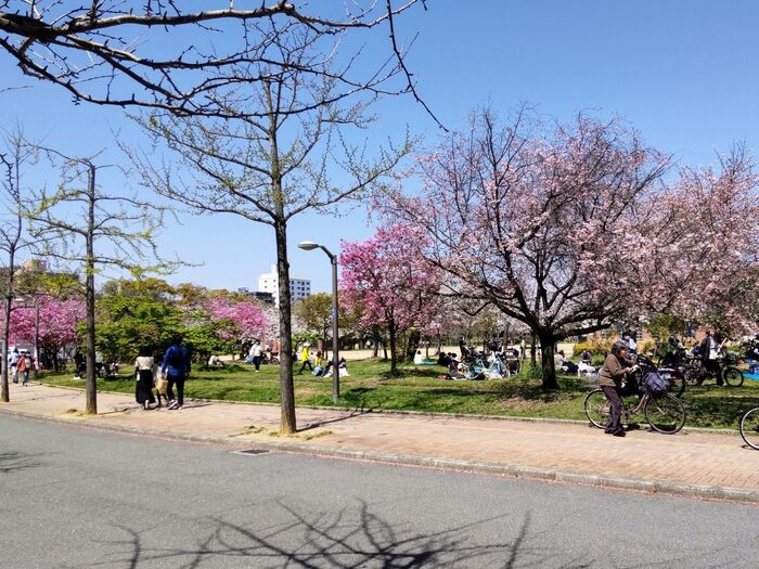 大阪の長居公園も桜が満開です～！