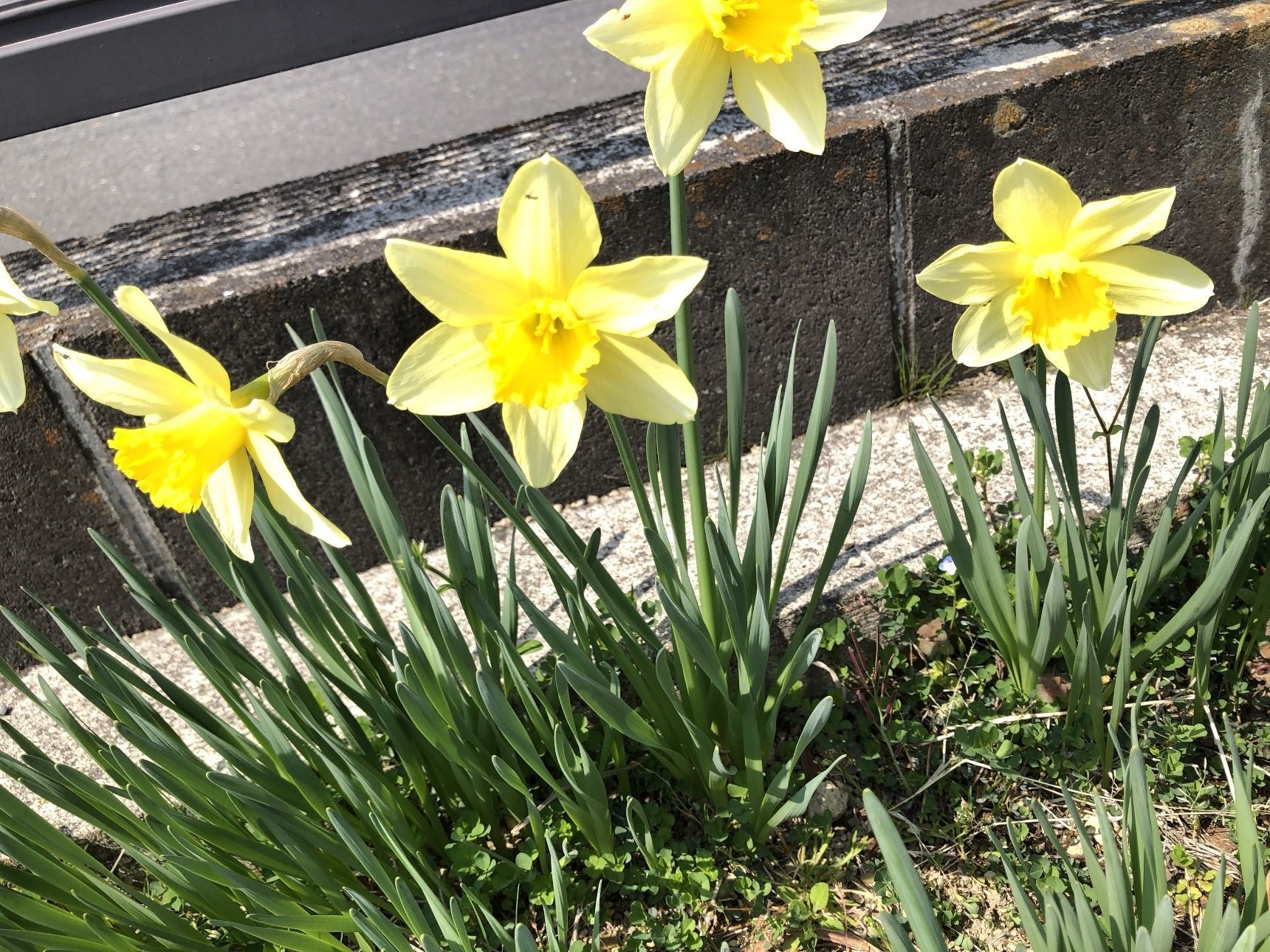 とても可愛い花を咲かせますよね♪