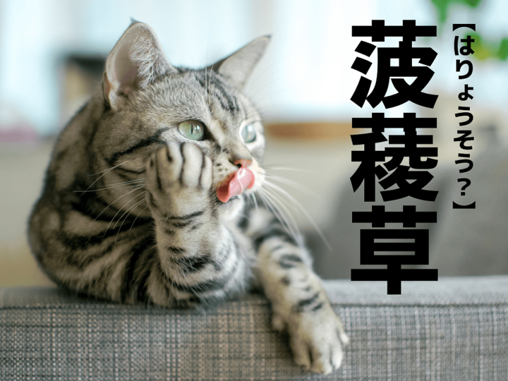 「菠薐草」を「はりょうそう」と読むと笑われます!【読めないと恥ずかしいクイズ】