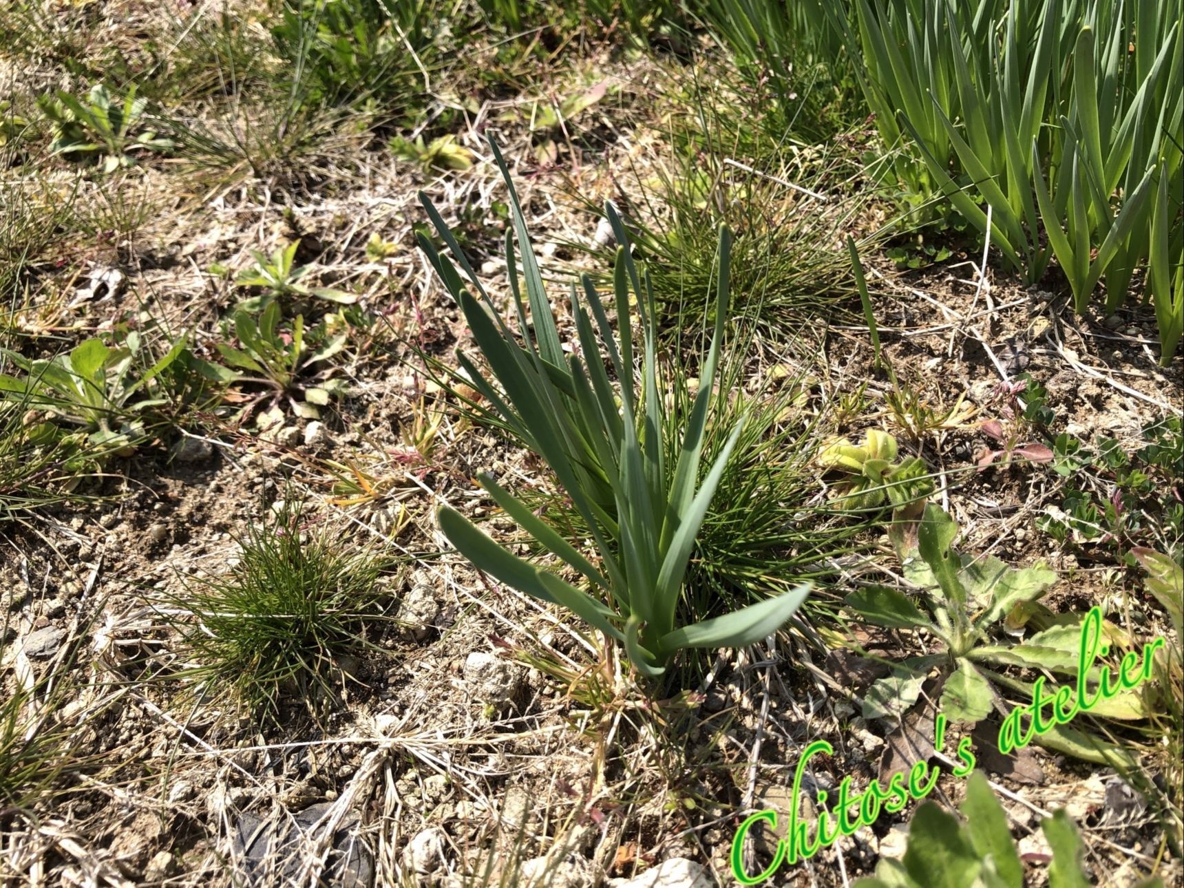 間違えて食べないで！