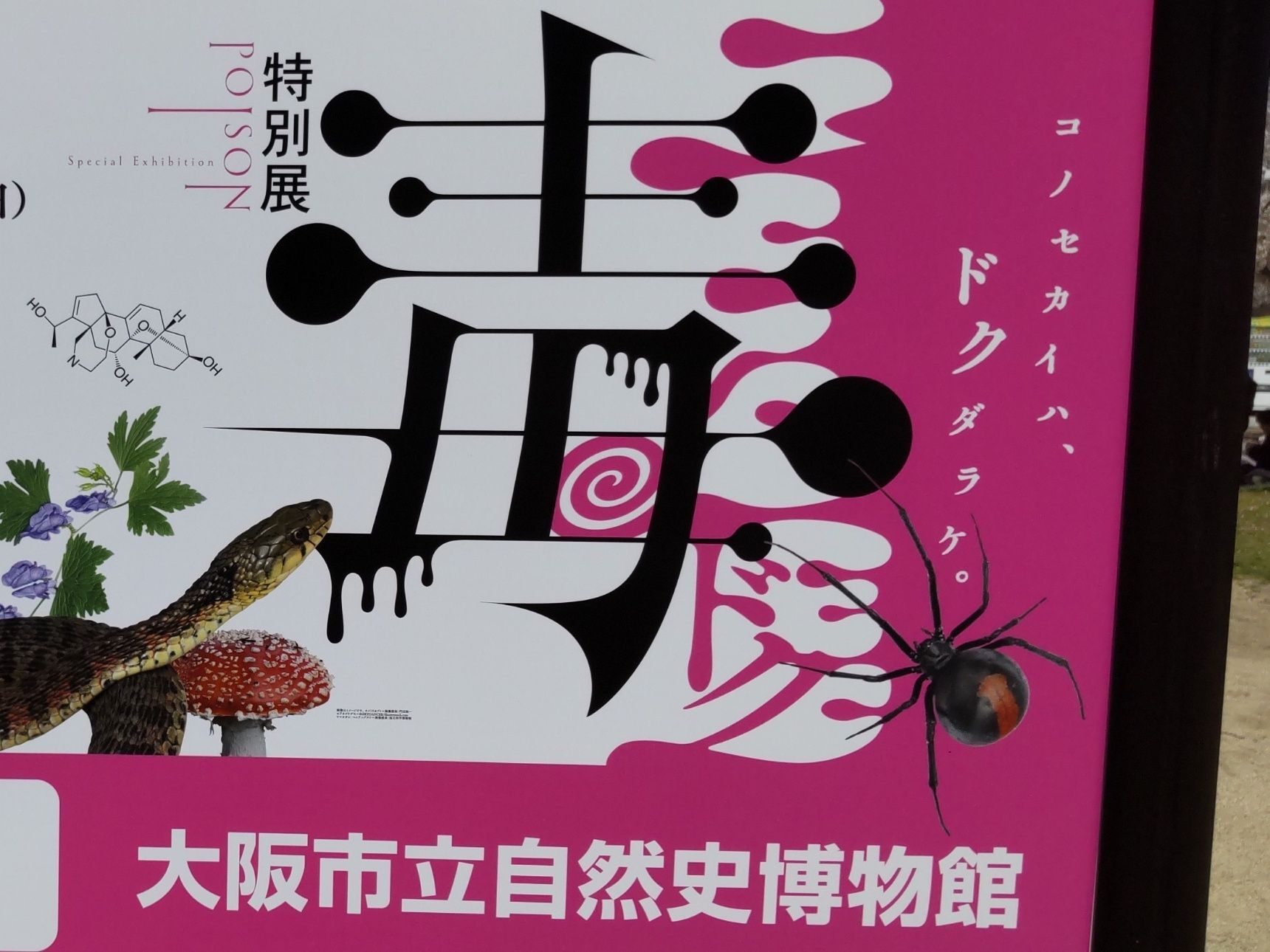 【コブラよりも強い毒を持つ赤い毒虫】知って損しない、身近にいるかも！どこに潜んでいるの？