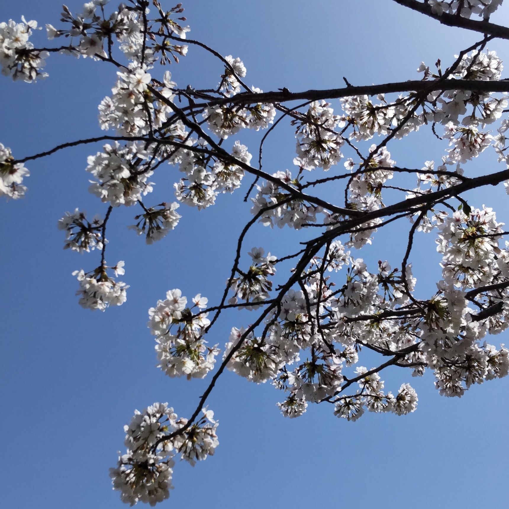 暖かくなってきて、買いだめしてしまったじゃが芋の芽が出てしまっています…