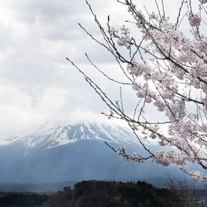 富士山と桜を見ながら…