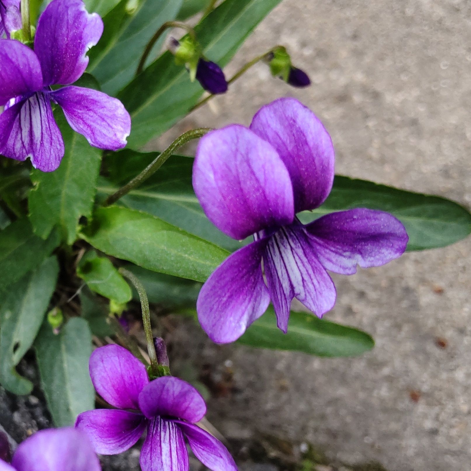  植物界最強の毒花のトリカブトは漢字で【鳥兜】【菫】と書きます！  