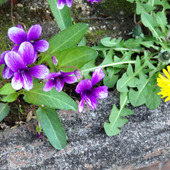 【春の道端の可愛い野草】スミレは漢字で「菫」だけど植物界最強の毒花と同じ読み方なの？毒があるの？