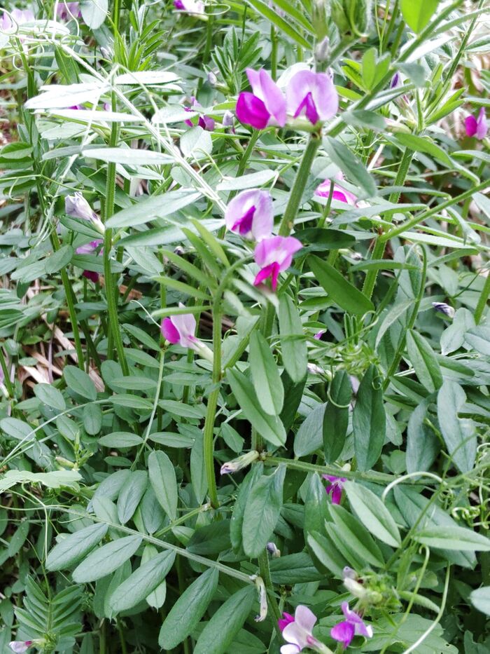 【春の空き地の厄介な雑草】ピンクの花が可憐♡アリを集めるって本当？毒があるって本当？