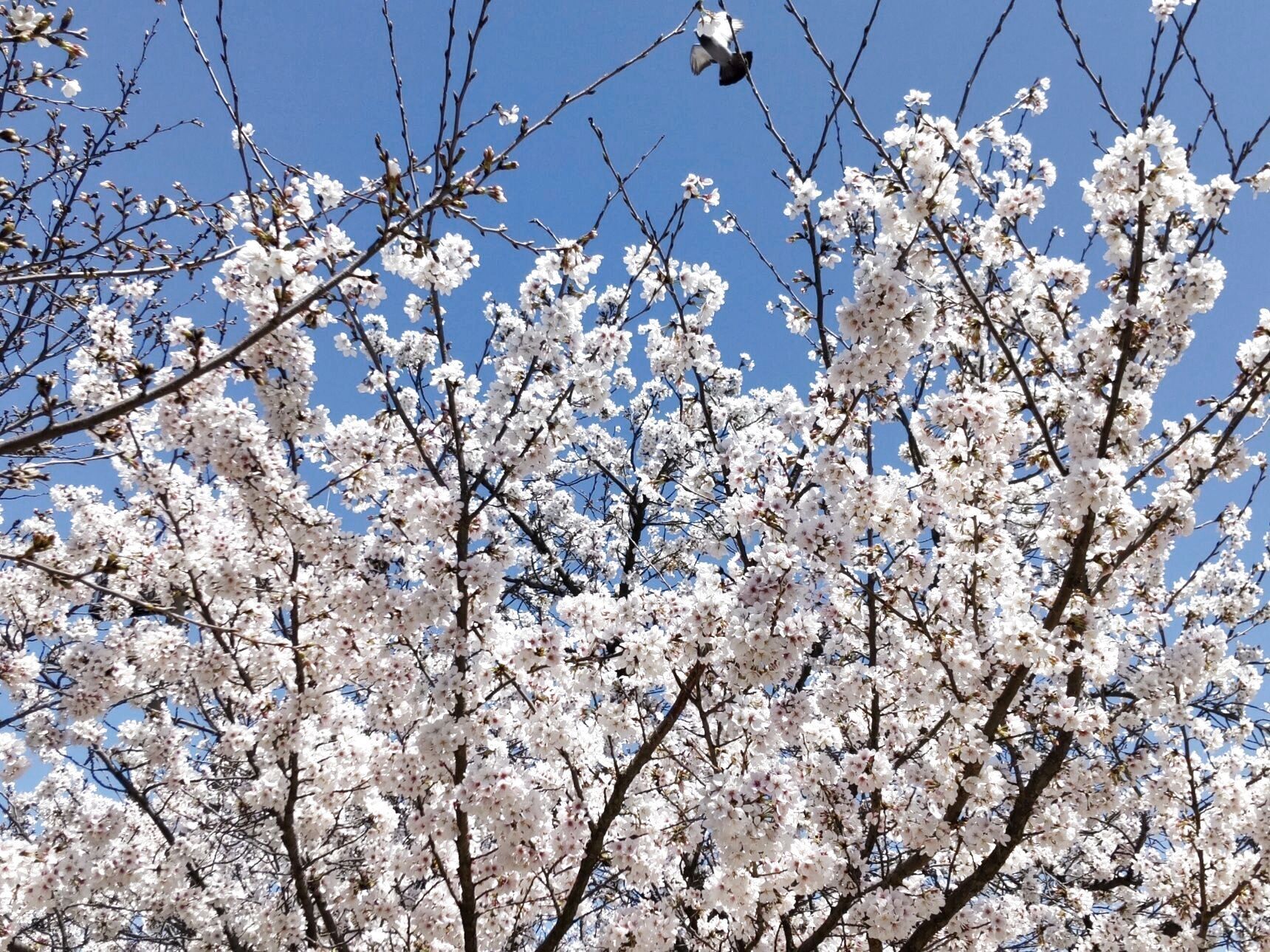ソメイヨシノの桜のすべてが、クローンって本当？花言葉が怖いの？さくらんぼの木って？