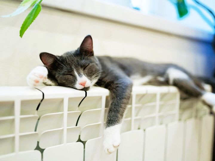 「猫は本気を出さない」。猫飼いさんならなんとなく分かる(笑)その理由に妙に納得!