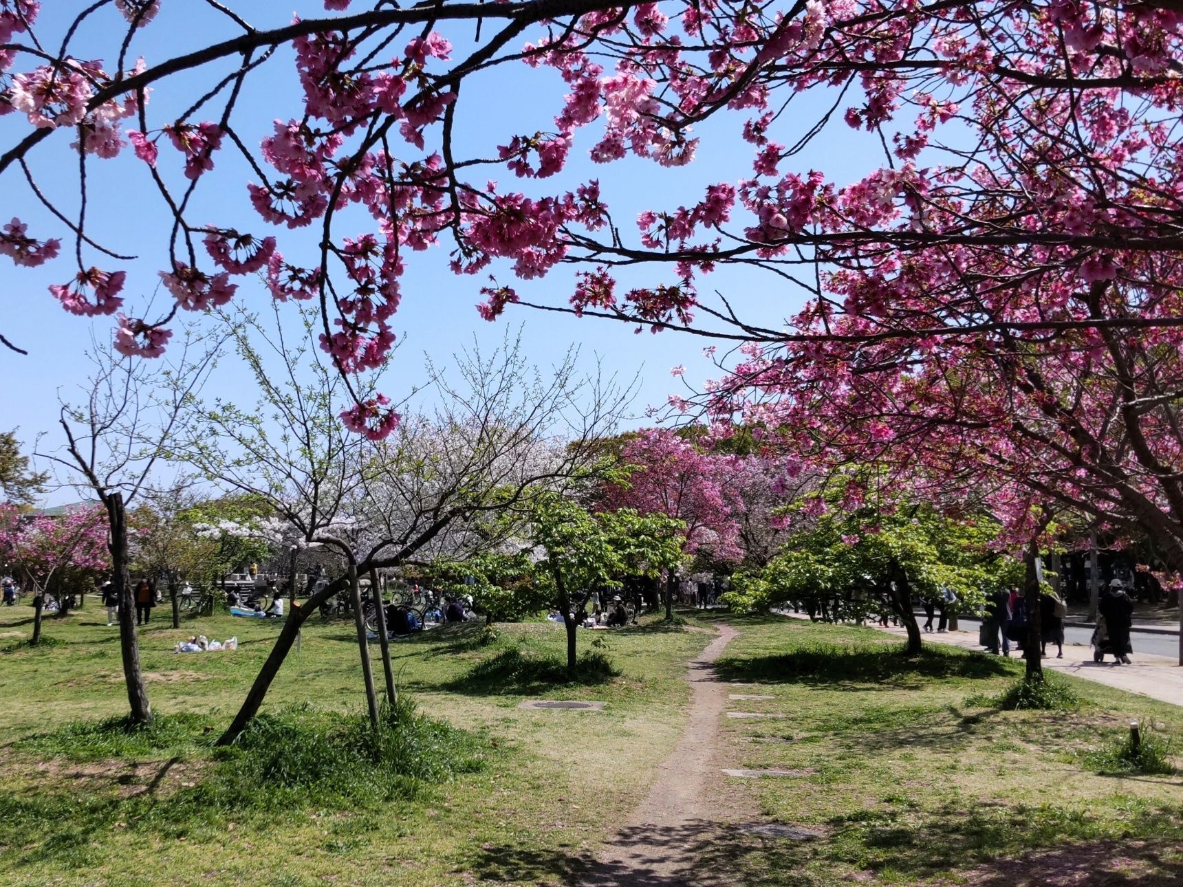 ナズナの花言葉は、情熱的です「あなたに私のすべてを捧げます」♪