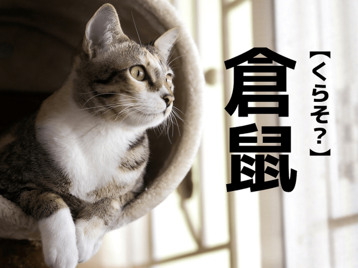 「倉鼠」を「くらそ」と読むと笑われます!【読めないと恥ずかしい漢字クイズ】