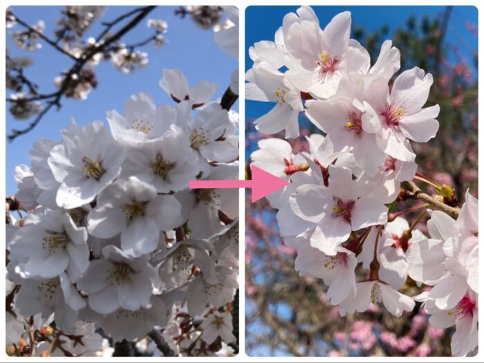 ソメイヨシノはアントシアニンの影響で、桜の真ん中が段々赤くなっていく