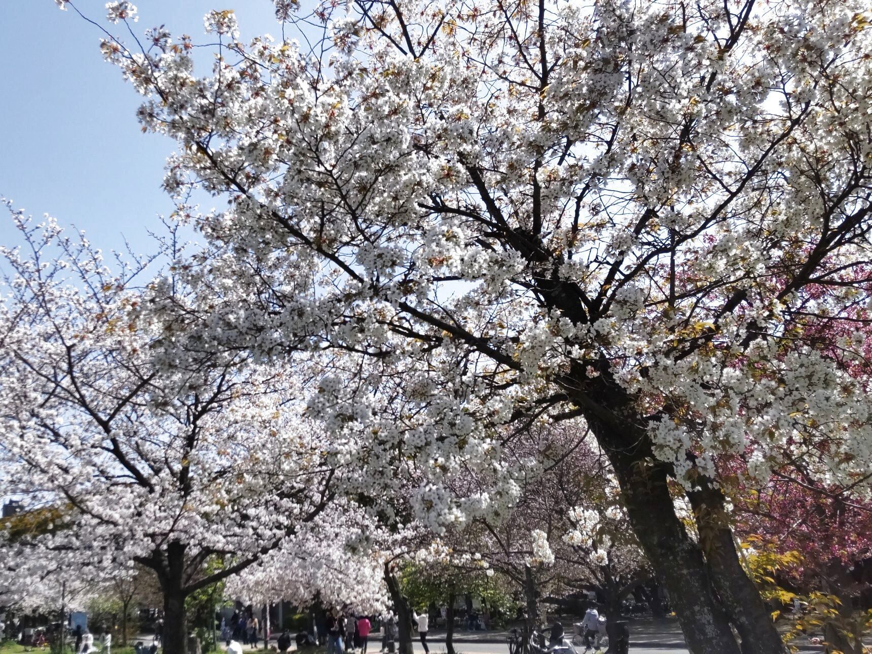観賞用の桜といえば「ソメイヨシノ」が代表種！
