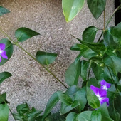 【道端の怖い雑草】不死のシンボル？別名「魔女のすみれ」「死の花」！調べてビビりました！