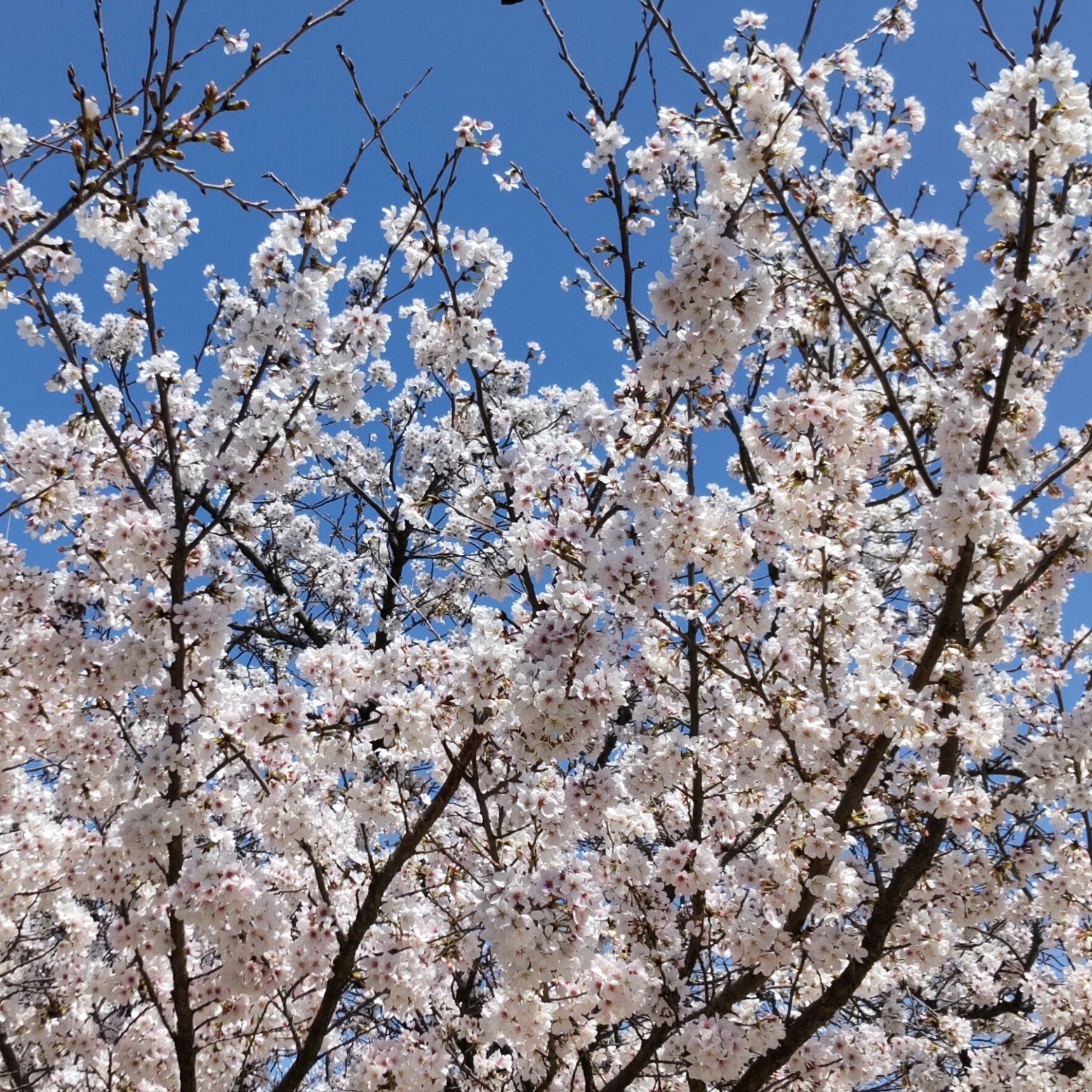 庭には植えると悲報の元？どんどん繁殖、根絶が難しい厄介な雑草クローバー！