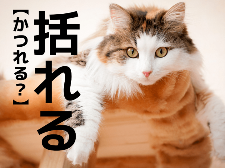 「括れる」を「かつれる」と読むと笑われます!【読めないと恥ずかしい漢字クイズ】