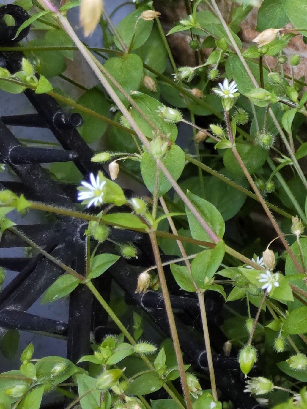 【春の道端の雑草】春の七草のひとつです♡白くて清楚な花だけど、花言葉が意味深でヤバすぎる？！