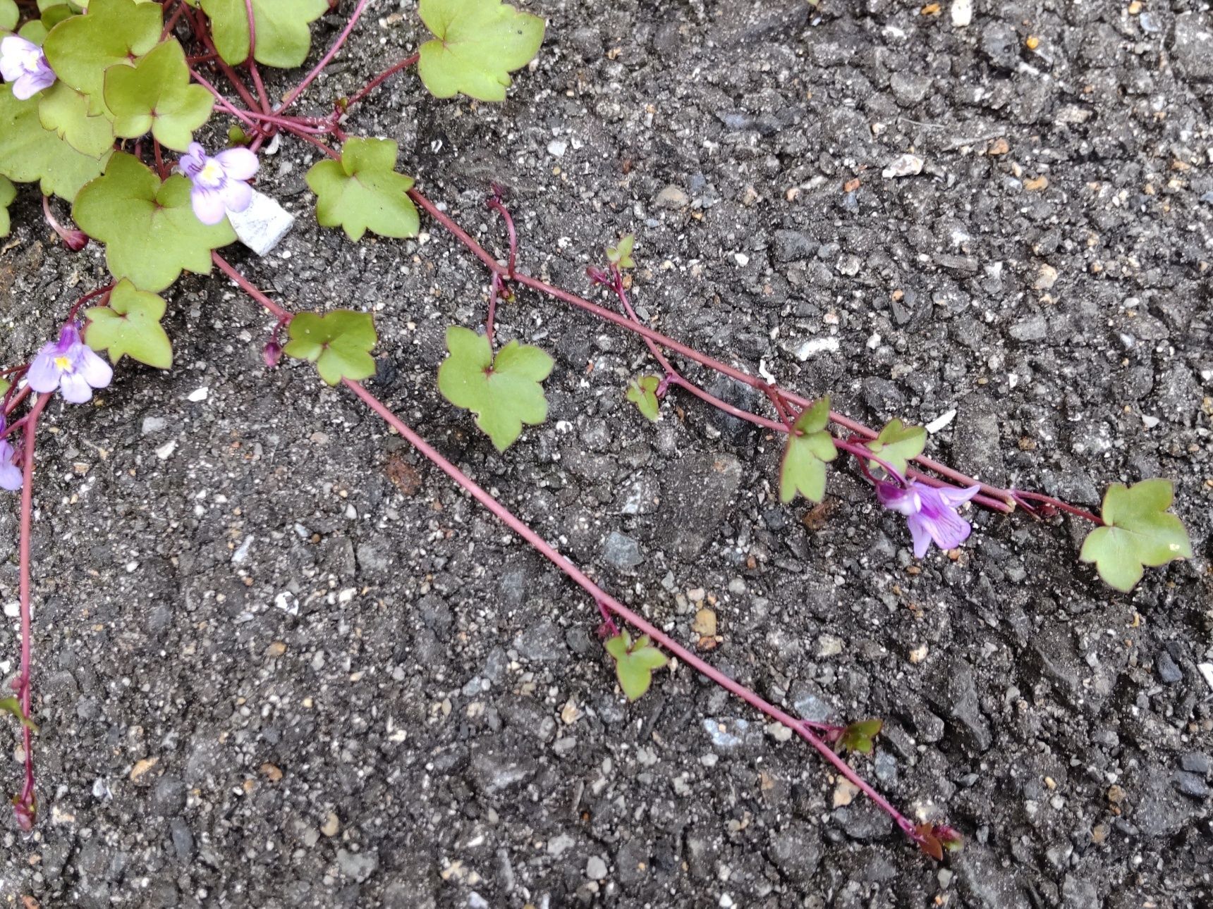 ツタバウンランの花言葉は「はかない夢」「遠い夢」