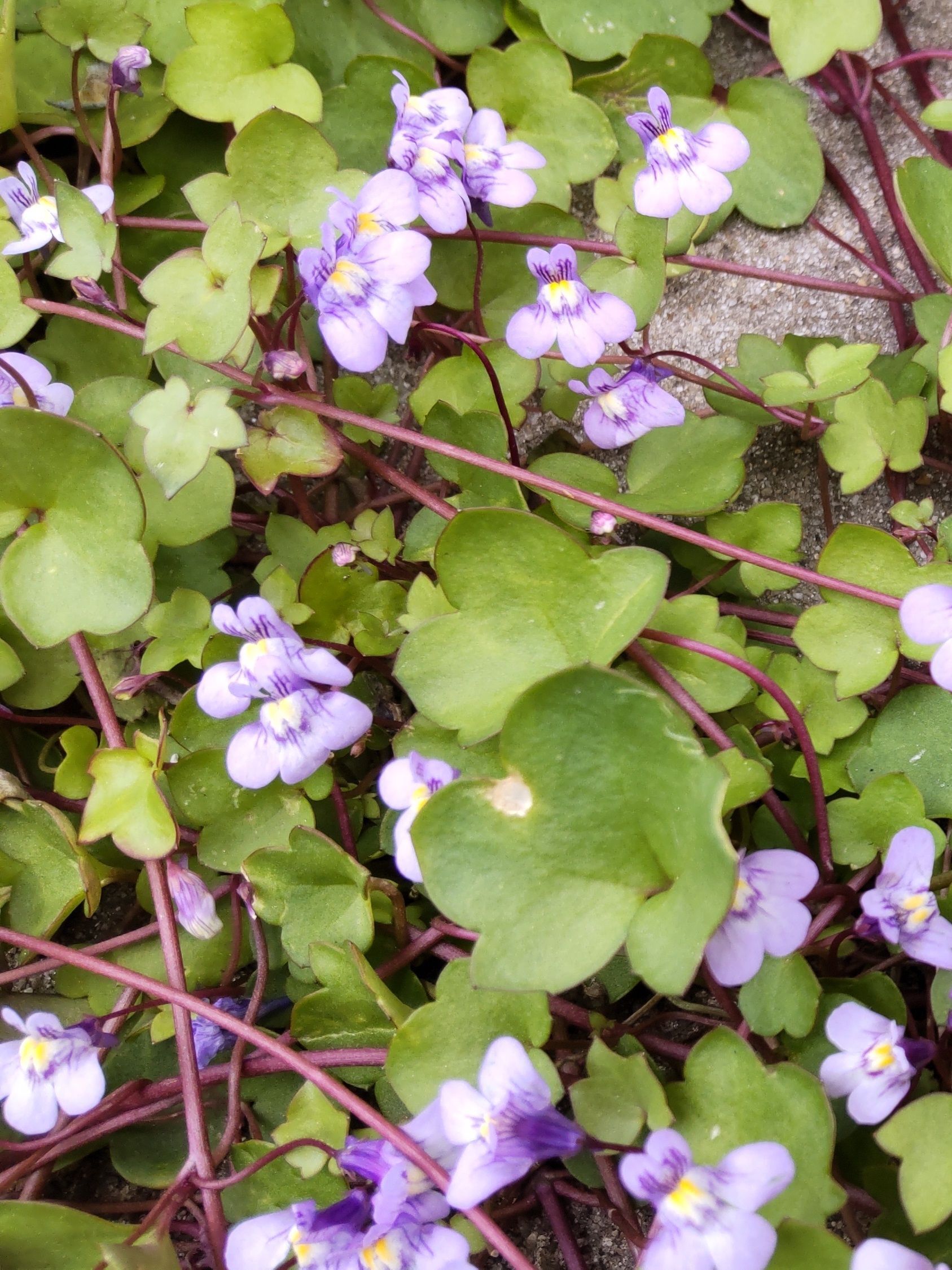 花は小さく1cmも満たない大きさ、花弁は薄紫で黄色い斑があります