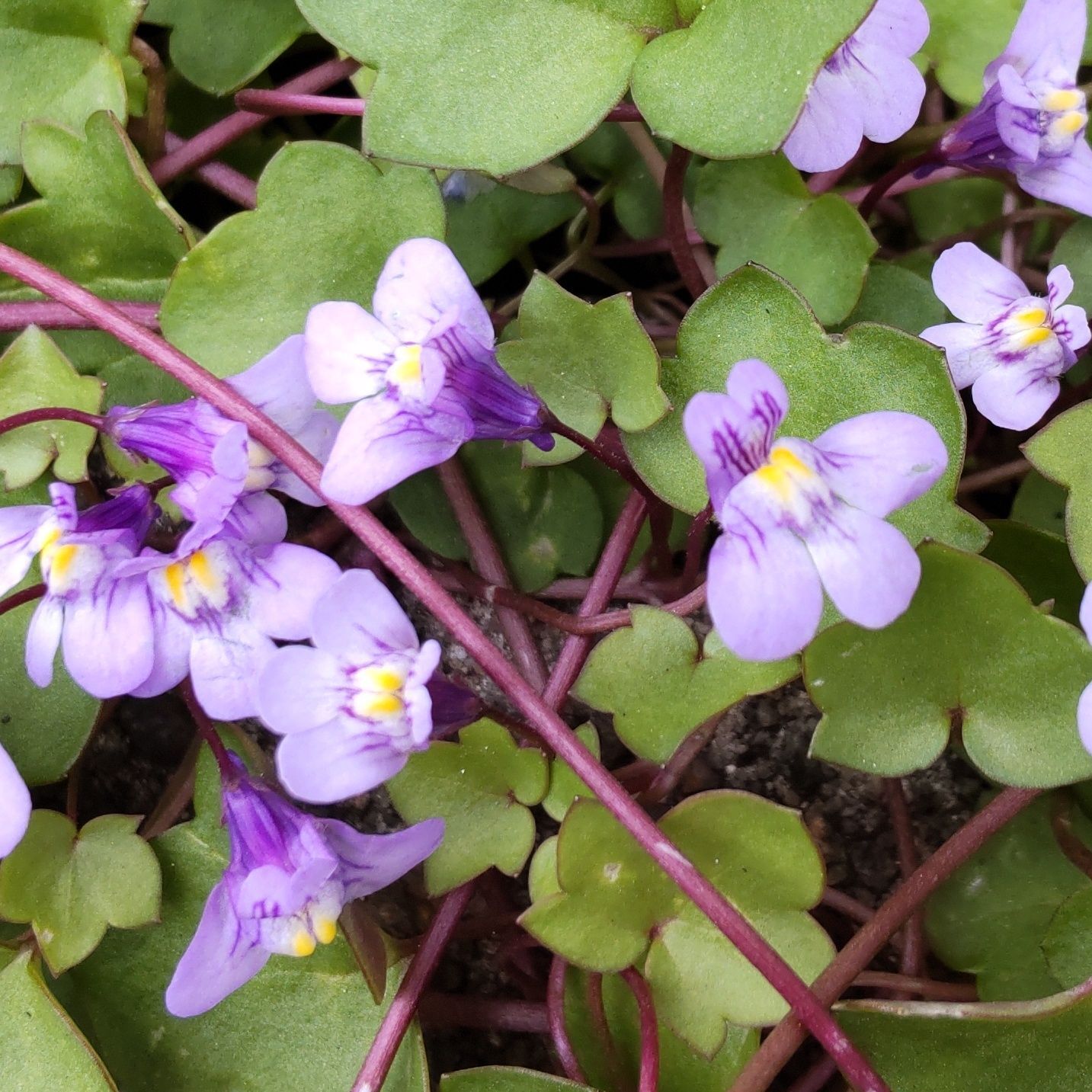 【春の道端の雑草】花言葉を知ったらちょっと見方が変わってしまい、怖くなりました。血管みたいな茎？