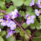 【春の道端の雑草】花言葉を知ったらちょっと見方が変わってしまい、怖くなりました。血管みたいな茎？