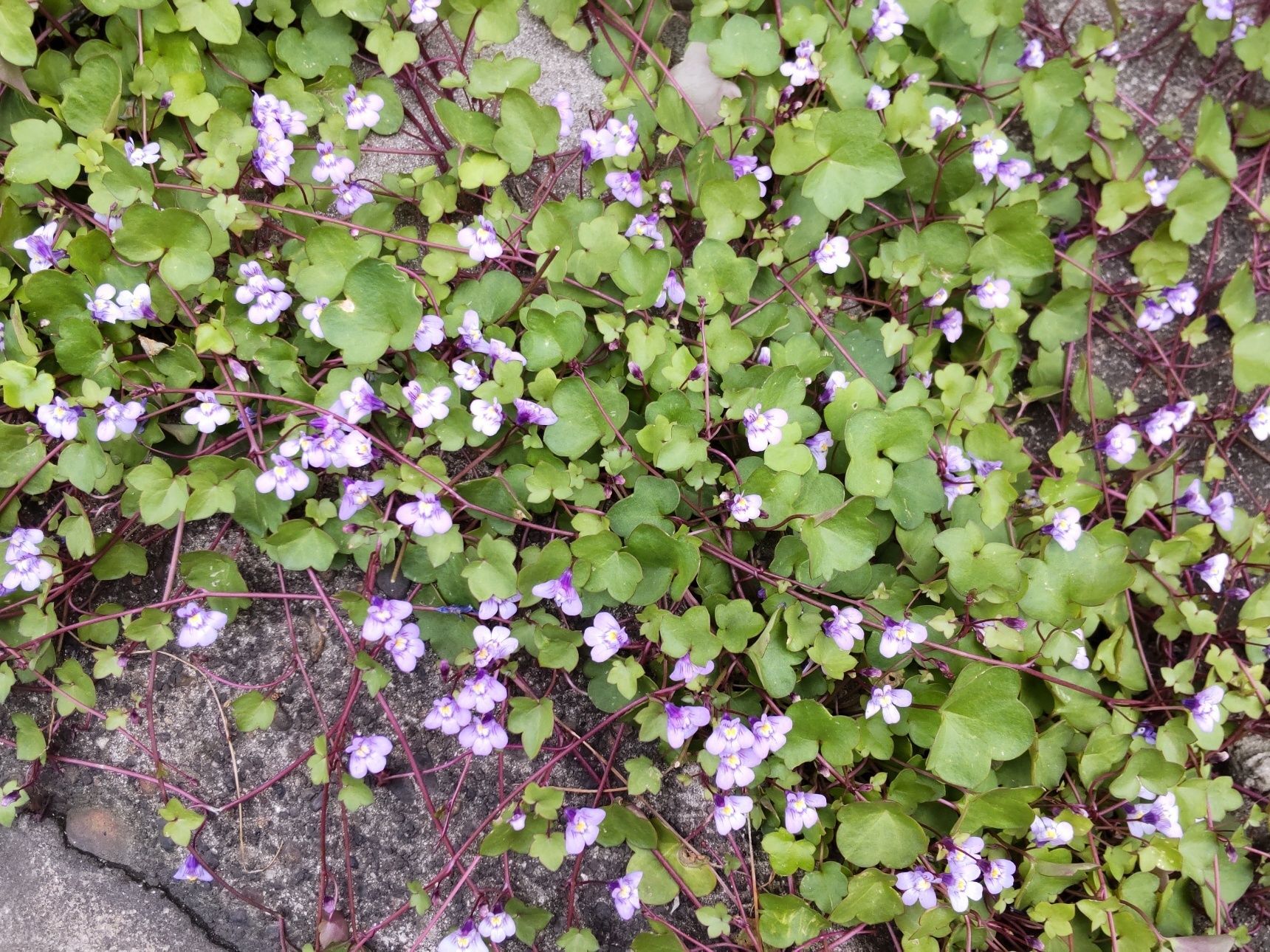 この雑草は「ツタバウンラン」です