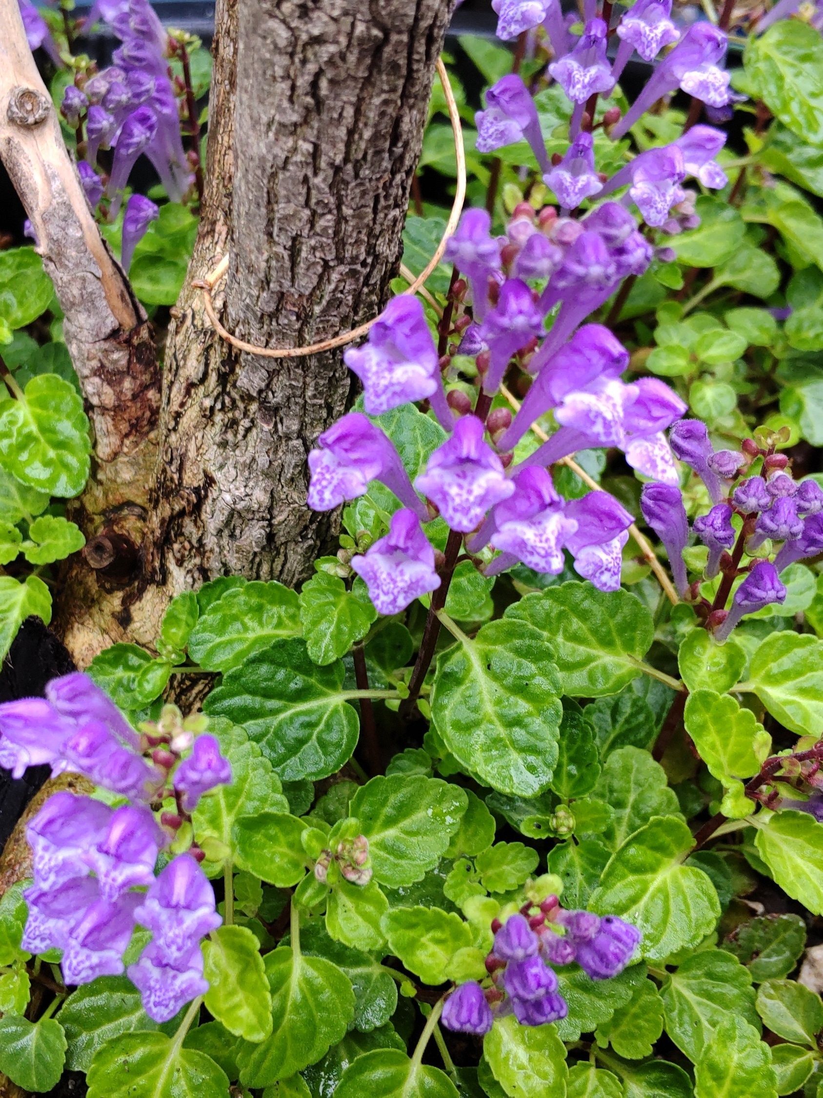 【道端の春の雑草】ミニチュアサイズが雑草の魅力♡紫色の花が超可愛い♡強烈過ぎる花言葉にドン引き！